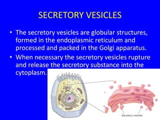 SECRETORY VESICLES
• The secretory vesicles are globular structures,
formed in the endoplasmic reticulum and
processed and packed in the Golgi apparatus.
• When necessary the secretory vesicles rupture
and release the secretory substance into the
cytoplasm.
 