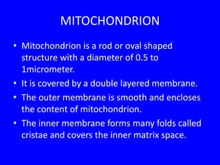 MITOCHONDRION
• Mitochondrion is a rod or oval shaped
structure with a diameter of 0.5 to
1micrometer.
• It is covered by a double layered membrane.
• The outer membrane is smooth and encloses
the content of mitochondrion.
• The inner membrane forms many folds called
cristae and covers the inner matrix space.
 