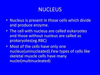NUCLEUS
• Nucleus is present in those cells which divide
and produce enzyme.
• The cell with nucleus are called eukaryotes
and those without nucleus are called as
prokaryotes(eg.RBC)
• Most of the cells have only one
nucleus(uninucleated).Few types of cells like
skeletal muscle cells have many
nuclei(multinucleated)
 