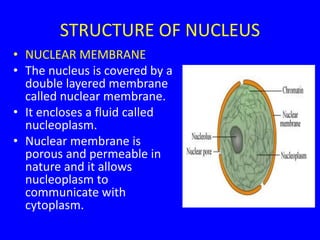 STRUCTURE OF NUCLEUS
• NUCLEAR MEMBRANE
• The nucleus is covered by a
double layered membrane
called nuclear membrane.
• It encloses a fluid called
nucleoplasm.
• Nuclear membrane is
porous and permeable in
nature and it allows
nucleoplasm to
communicate with
cytoplasm.
 