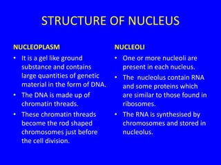 STRUCTURE OF NUCLEUS
NUCLEOPLASM
• It is a gel like ground
substance and contains
large quantities of genetic
material in the form of DNA.
• The DNA is made up of
chromatin threads.
• These chromatin threads
become the rod shaped
chromosomes just before
the cell division.
NUCLEOLI
• One or more nucleoli are
present in each nucleus.
• The nucleolus contain RNA
and some proteins which
are similar to those found in
ribosomes.
• The RNA is synthesised by
chromosomes and stored in
nucleolus.
 