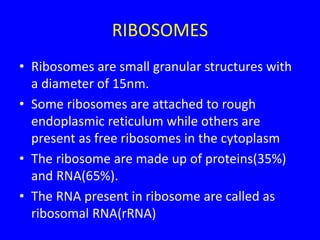 RIBOSOMES
• Ribosomes are small granular structures with
a diameter of 15nm.
• Some ribosomes are attached to rough
endoplasmic reticulum while others are
present as free ribosomes in the cytoplasm
• The ribosome are made up of proteins(35%)
and RNA(65%).
• The RNA present in ribosome are called as
ribosomal RNA(rRNA)
 