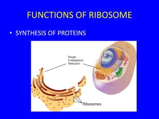 FUNCTIONS OF RIBOSOME
• SYNTHESIS OF PROTEINS
 