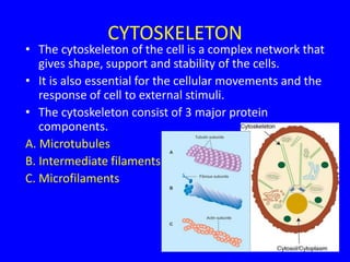 CYTOSKELETON
• The cytoskeleton of the cell is a complex network that
gives shape, support and stability of the cells.
• It is also essential for the cellular movements and the
response of cell to external stimuli.
• The cytoskeleton consist of 3 major protein
components.
A. Microtubules
B. Intermediate filaments
C. Microfilaments
 