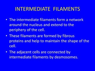 INTERMEDIATE FILAMENTS
• The intermediate filaments form a network
around the nucleus and extend to the
periphery of the cell.
• These filaments are formed by fibrous
proteins and help to maintain the shape of the
cell.
• The adjacent cells are connected by
intermediate filaments by desmosomes.
 