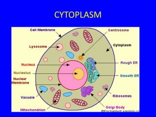 CYTOPLASM
 
