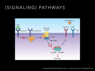 ( S I G N A L I N G ) PAT H WAY S
N AT U R E N E U R O S C I E N C E 1 3 , 6 – 7 ( 2 0 1 0 ) D O I : 1 0 . 1 0 3 8 / N N 0 1 1 0 - 6
 