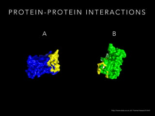 P R O T E I N - P R O T E I N I N T E R A C T I O N S
A B
http://www.stats.ox.ac.uk/~hamer/research.html
 