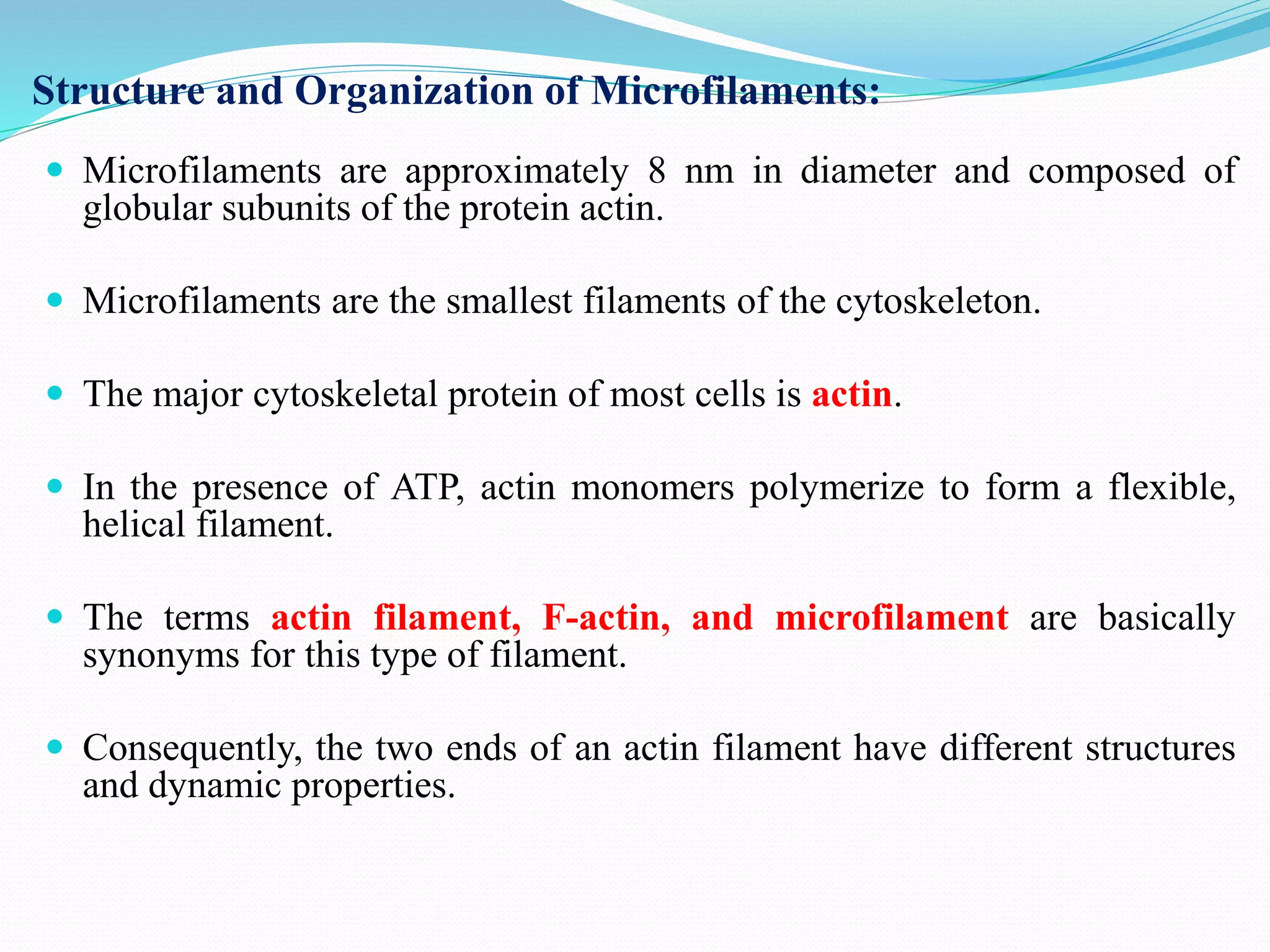Finally! A Simple Guide To Cytoskeletal Structures & Their Jobs - 9f1x4ti