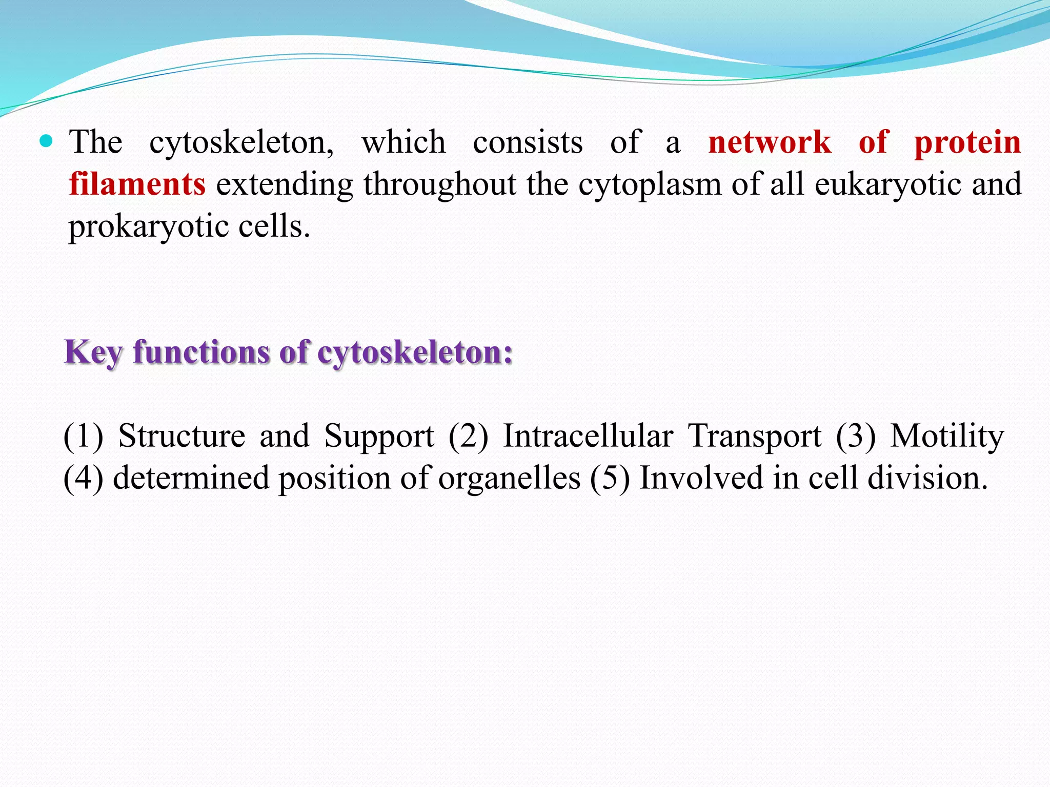 All The Following Are Important Functions Of The Cytoskeleton Except
