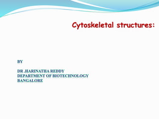 Cytoskeletal structures:
 