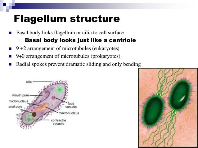 STPM Form 6 Biology Cytoskeleton