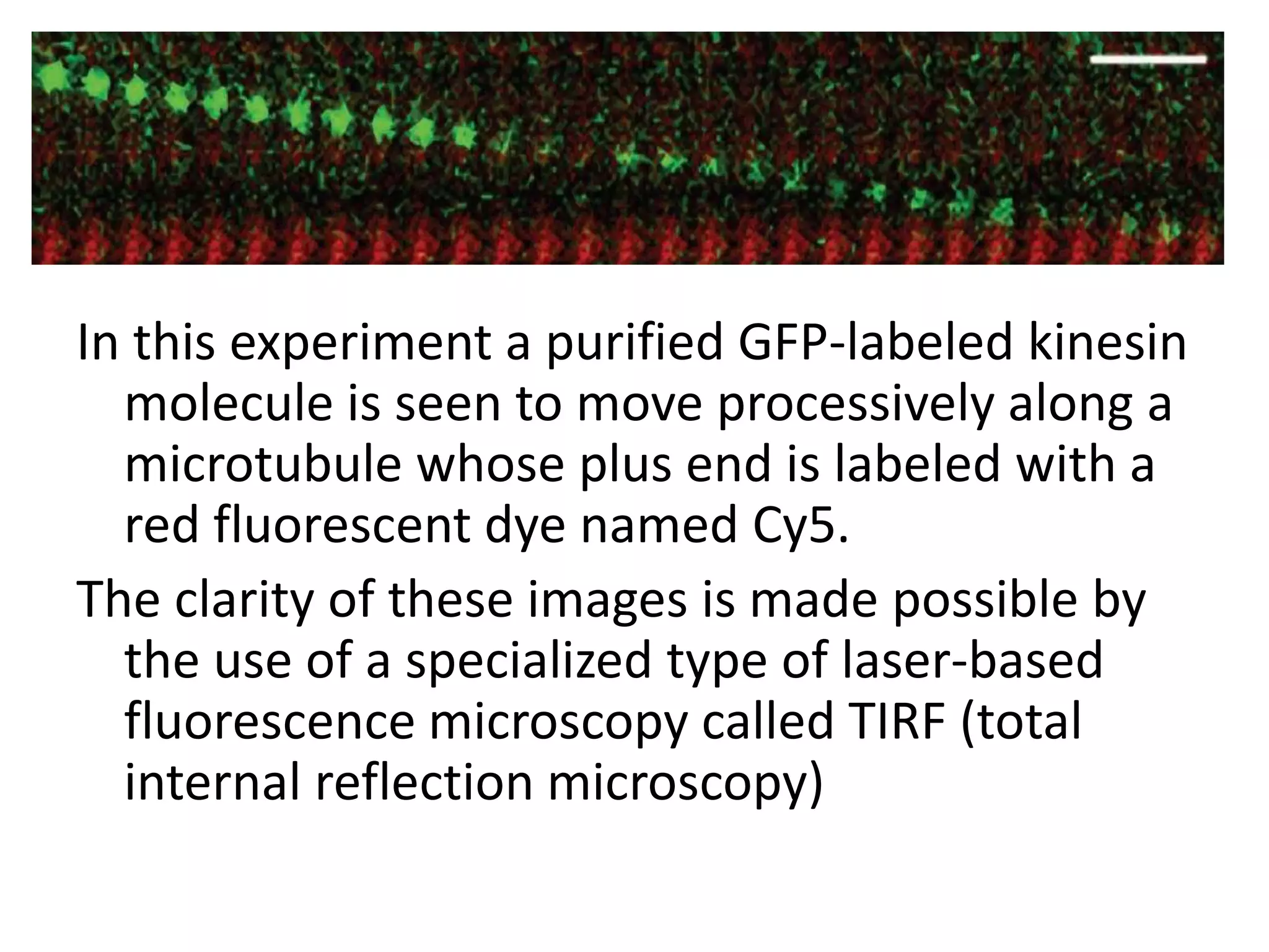 In this experiment a purified GFP-labeled kinesin
  molecule is seen to move processively along a
  microtubule whose plus end is labeled with a
  red fluorescent dye named Cy5.
The clarity of these images is made possible by
  the use of a specialized type of laser-based
  fluorescence microscopy called TIRF (total
  internal reflection microscopy)
 