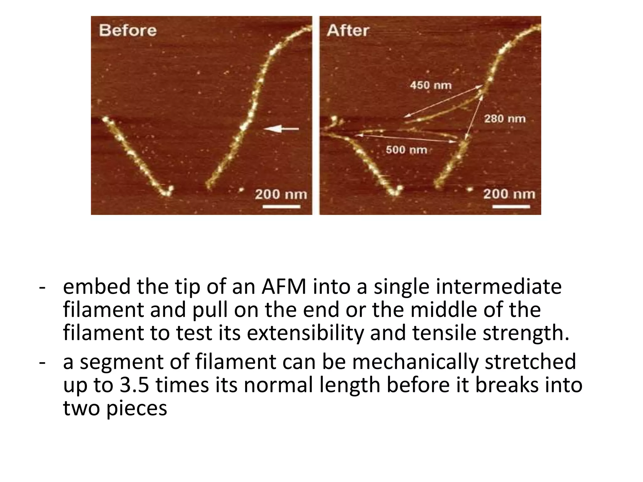 - embed the tip of an AFM into a single intermediate
  filament and pull on the end or the middle of the
  filament to test its extensibility and tensile strength.
- a segment of filament can be mechanically stretched
  up to 3.5 times its normal length before it breaks into
  two pieces
 