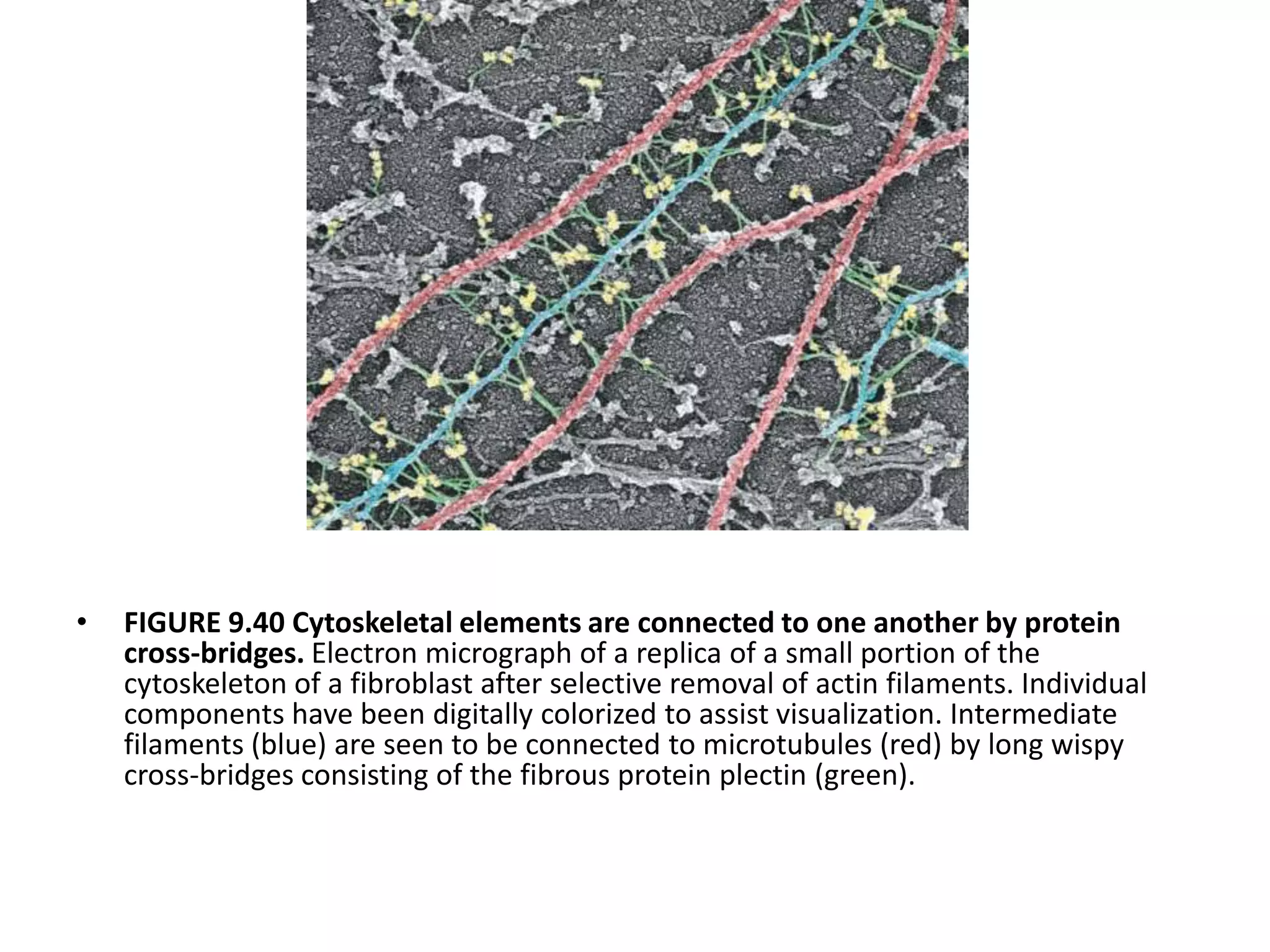 •   FIGURE 9.40 Cytoskeletal elements are connected to one another by protein
    cross-bridges. Electron micrograph of a replica of a small portion of the
    cytoskeleton of a fibroblast after selective removal of actin filaments. Individual
    components have been digitally colorized to assist visualization. Intermediate
    filaments (blue) are seen to be connected to microtubules (red) by long wispy
    cross-bridges consisting of the fibrous protein plectin (green).
 