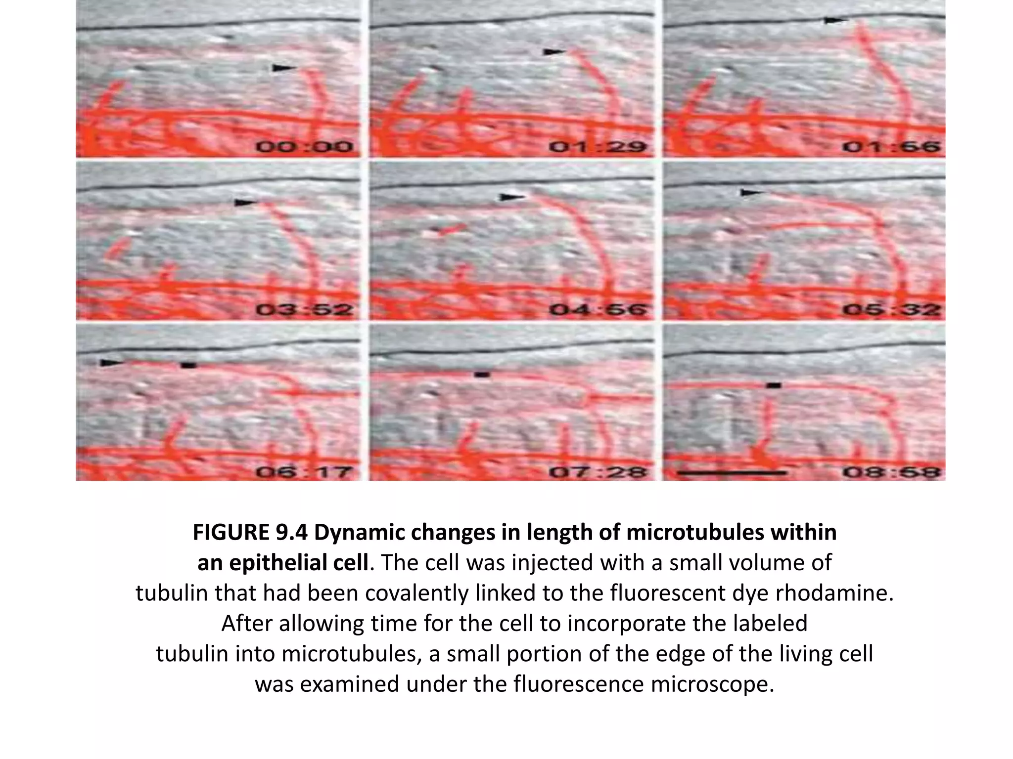 FIGURE 9.4 Dynamic changes in length of microtubules within
      an epithelial cell. The cell was injected with a small volume of
tubulin that had been covalently linked to the fluorescent dye rhodamine.
         After allowing time for the cell to incorporate the labeled
  tubulin into microtubules, a small portion of the edge of the living cell
            was examined under the fluorescence microscope.
 