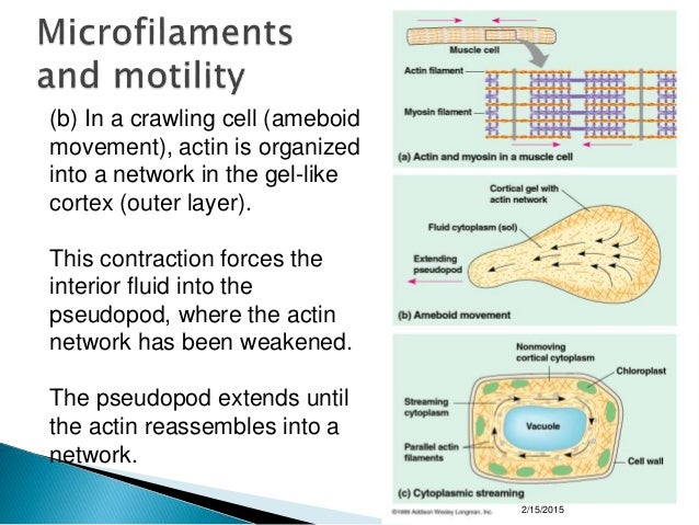 Cytoskeleton
