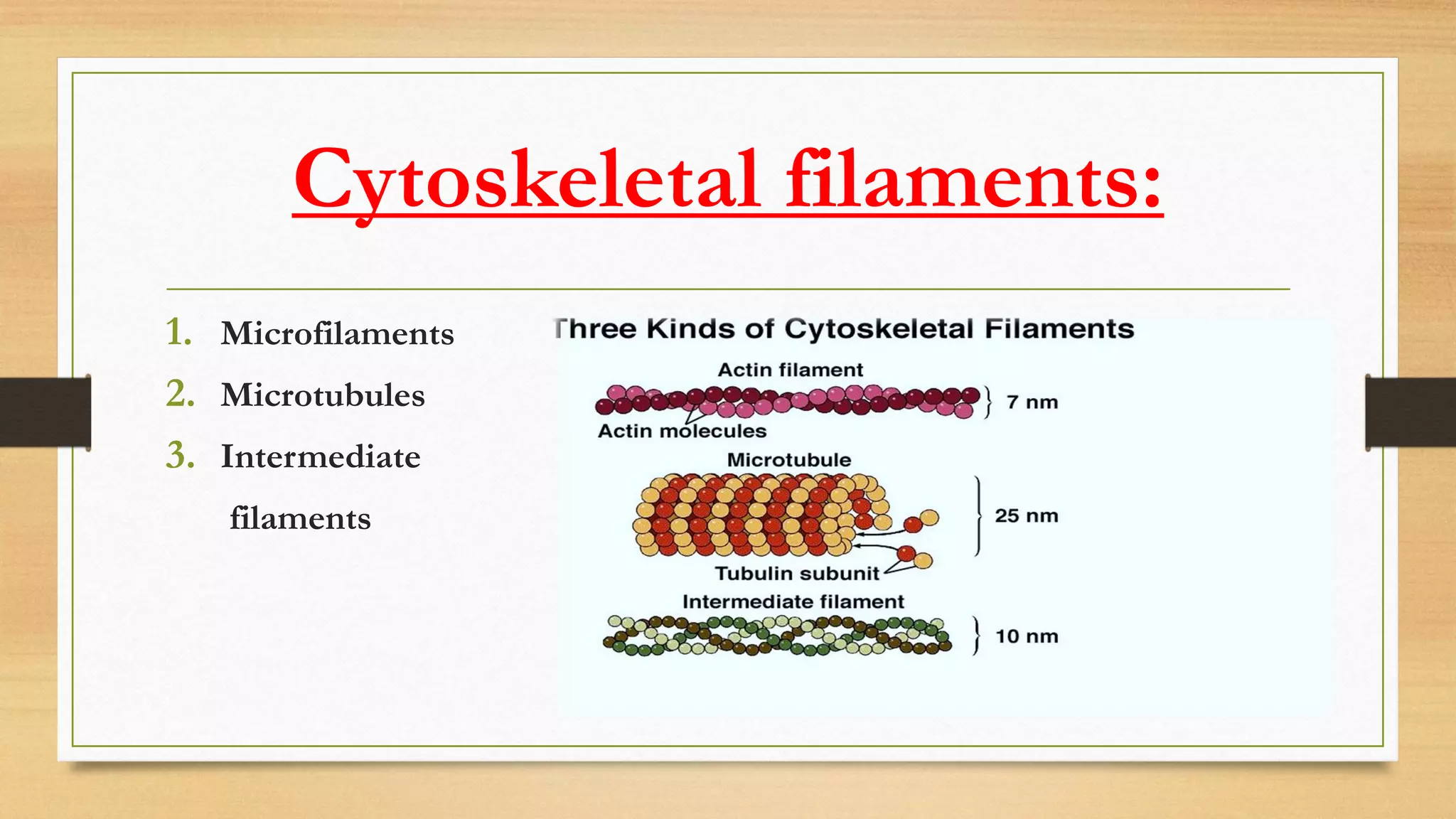Cytoskeleton | PDF