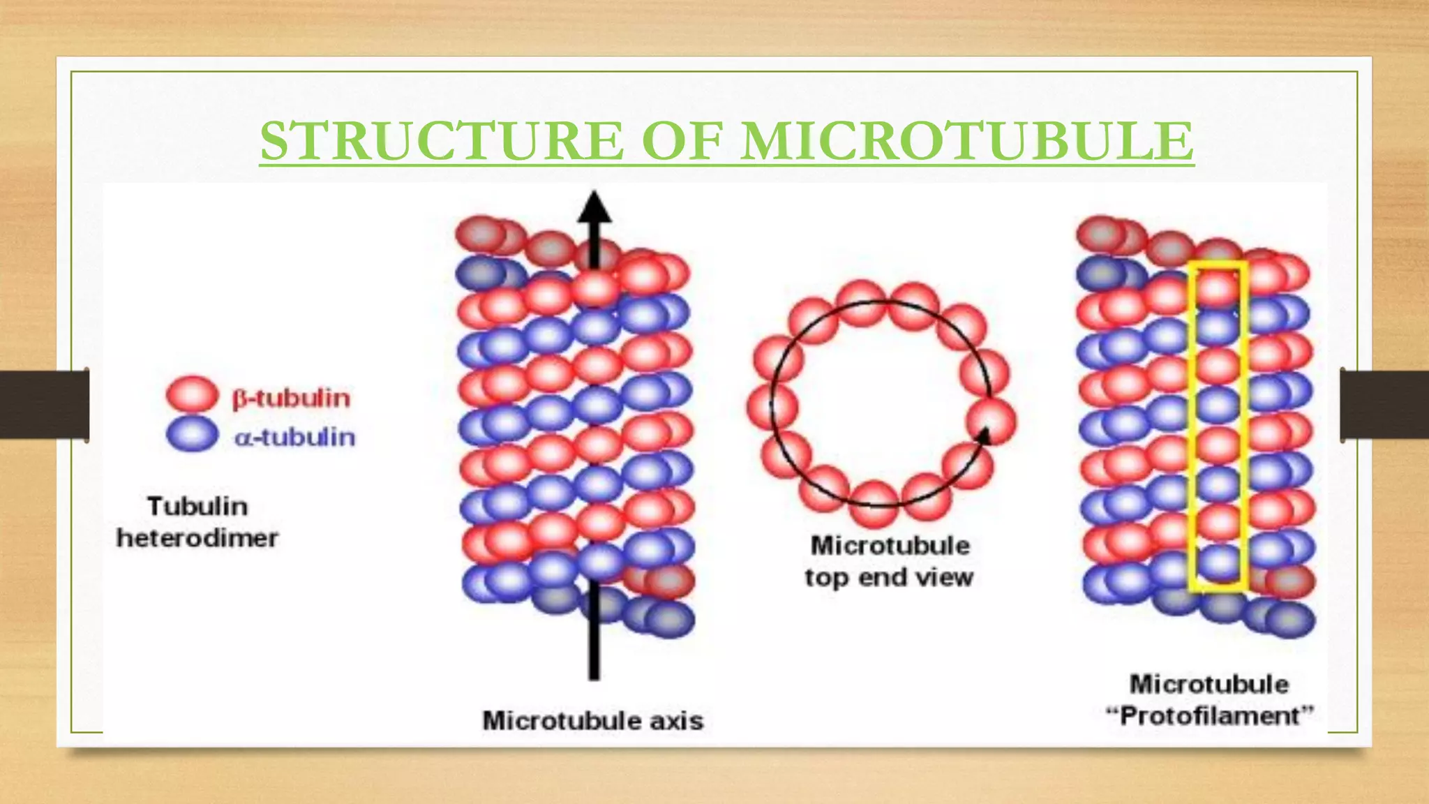 STRUCTURE OF MICROTUBULE
 