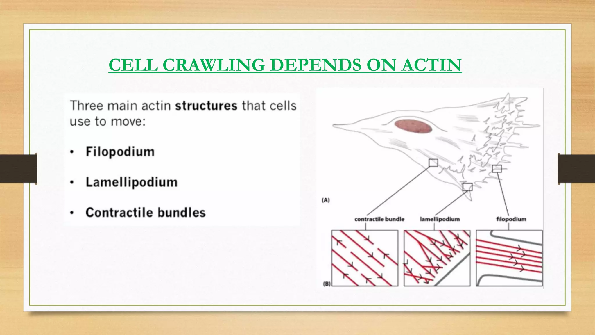 CELL CRAWLING DEPENDS ON ACTIN
 