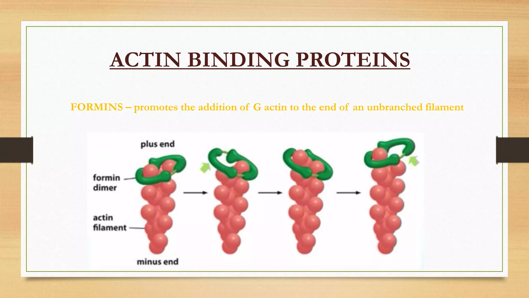 FORMINS – promotes the addition of G actin to the end of an unbranched filament
ACTIN BINDING PROTEINS
 