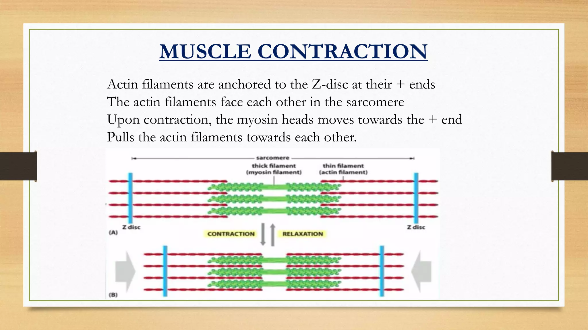 Actin filaments are anchored to the Z-disc at their + ends
The actin filaments face each other in the sarcomere
Upon contraction, the myosin heads moves towards the + end
Pulls the actin filaments towards each other.
MUSCLE CONTRACTION
 