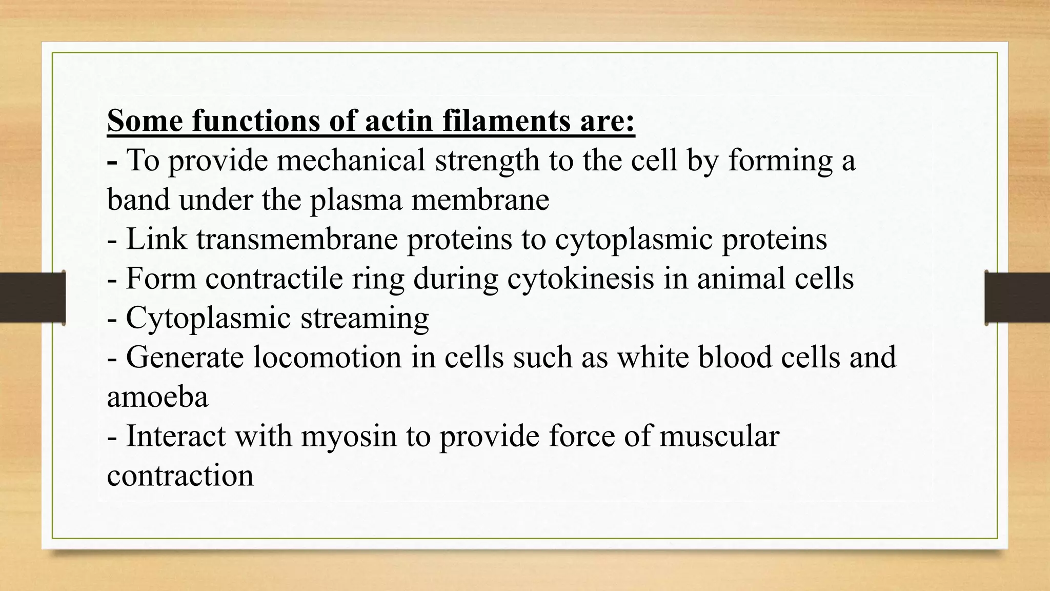 Some functions of actin filaments are:
- To provide mechanical strength to the cell by forming a
band under the plasma membrane
- Link transmembrane proteins to cytoplasmic proteins
- Form contractile ring during cytokinesis in animal cells
- Cytoplasmic streaming
- Generate locomotion in cells such as white blood cells and
amoeba
- Interact with myosin to provide force of muscular
contraction
 