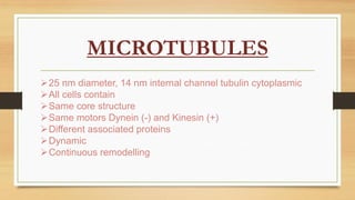 MICROTUBULES
25 nm diameter, 14 nm internal channel tubulin cytoplasmic
All cells contain
Same core structure
Same motors Dynein (-) and Kinesin (+)
Different associated proteins
Dynamic
Continuous remodelling
 