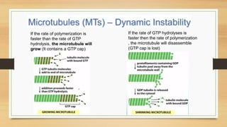 If the rate of GTP hydrolyses is
faster then the rate of polymerization
, the microtubule will disassemble
(GTP cap is lost)
If the rate of polymerization is
faster than the rate of GTP
hydrolysis, the microtubule will
grow (It contains a GTP cap)
 