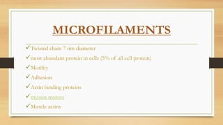 MICROFILAMENTS
Twisted chain 7 nm diameter
most abundant protein in cells (5% of all cell protein)
Motility
Adhesion
Actin binding proteins
myosin motors
Muscle actins
 