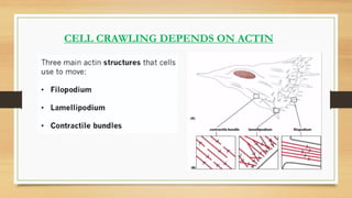 CELL CRAWLING DEPENDS ON ACTIN
 
