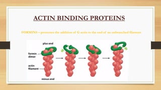FORMINS – promotes the addition of G actin to the end of an unbranched filament
ACTIN BINDING PROTEINS
 