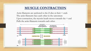 Actin filaments are anchored to the Z-disc at their + ends
The actin filaments face each other in the sarcomere
Upon contraction, the myosin heads moves towards the + end
Pulls the actin filaments towards each other.
MUSCLE CONTRACTION
 