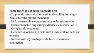 Some functions of actin filaments are:
- To provide mechanical strength to the cell by forming a
band under the plasma membrane
- Link transmembrane proteins to cytoplasmic proteins
- Form contractile ring during cytokinesis in animal cells
- Cytoplasmic streaming
- Generate locomotion in cells such as white blood cells and
amoeba
- Interact with myosin to provide force of muscular
contraction
 