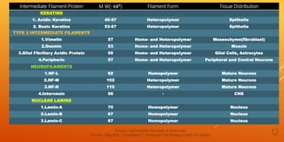Intermediate Filament Protein M W(-𝟏𝟎 𝟑) Filament Form Tissue Distribution
KERATINS
1. Acidic Keratins 40-57 Heteropolymer Epithelia
2. Basic Keratins 53-67 Heteropolymer Epithelia
TYPE 3 INTERMEDIATE FILAMENTS
1.Vimetin 57 Homo- and Heteropolymer Mesenchyme(fibroblast)
2.Desmin 53 Homo- and Heteropolymer Muscle
3.Glial Fibrillary Acidic Protein 50 Homo- and Heteropolymer Glial Cells, Astrocytes
4.Peripherin 57 Homo- and Heteropolymer Peripheral and Central Neurons
NEUROFILAMENTS
1.NF-L 62 Homopolymer Mature Neurons
2.NF-M 102 Heteropolymer Mature Neurons
3.NF-H 110 Heteropolymer Mature Neurons
4.Internexin 66 - CNS
NUCLEAR LAMINS
1.Lamin-A 70 Homopolymer Nucleus
2.Lamin-B 67 Homopolymer Nucleus
3.Lamin-C 67 Homopolymer Nucleus
Primary Intermediate Filaments in Mammals.
Source- Page 807, Cytoskeleton I; Molecular Cell Biology;Lodish-5th edition 12
 