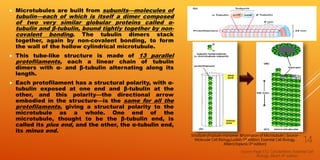  Microtubules are built from subunits—molecules of
tubulin—each of which is itself a dimer composed
of two very similar globular proteins called α-
tubulin and β-tubulin, bound tightly together by non-
covalent bonding. The tubulin dimers stack
together, again by non-covalent bonding, to form
the wall of the hollow cylindrical microtubule.
 This tube-like structure is made of 13 parallel
protofilaments, each a linear chain of tubulin
dimers with α- and β-tubulin alternating along its
length.
 Each protofilament has a structural polarity, with α-
tubulin exposed at one end and β-tubulin at the
other, and this polarity—the directional arrow
embodied in the structure—is the same for all the
protofilaments, giving a structural polarity to the
microtubule as a whole. One end of the
microtubule, thought to be the β-tubulin end, is
called its plus end, and the other, the α-tubulin end,
its minus end.
Source-Page 572, Cytoskeleton; Essential Cell
Biology, Albert-4th edition
14
Structure of tubulin monomer &Formation of Microtubule ( Source-
Molecular Cell Biology,Lodish-5th edition; Essential Cell Biology,
Albert,Hopkins-3rd edition)
 
