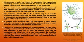  Microtubules in cells are formed by outgrowth from specialized
organizing centers, which control the number of microtubules
formed, their location and their orientation in the cytoplasm.
 Centrosomes contain hundreds of ring-shaped structures formed
from γ-tubulin, and each γ-tubulin ring serves as the starting point,
or nucleation site, for the growth of one microtubule .
 The αβ-tubulin dimers add to the γ-tubulin ring in a specific
orientation, with the result that the minus end of each microtubule
is embedded in the centrosome and growth occurs only at the plus
end i.e. at the outward- facing end.
 In addition to its γ-tubulin rings, the centrosome in most animal
cells also contains a pair of centrioles, curious structures each
made of a cylindrical array of short microtubules.
 Purified free αβ-tubulin can polymerize spontaneously in vitro when
at a high concentration, but in the living cell, the concentration of
free αβ-tubulin is too low to drive the difficult first step of
assembling the initial ring of a new microtubule. By providing
organizing centers containing nucleation sites, and keeping the
concentration of free αβ-tubulin dimers low, cells can thus control
where microtubules form.
Source-Page 579, Cytoskeleton; Essential Cell
Biology, Albert-3rd edition
15
Tubulin polymerizes from nucleation sites
on a centrosome(Source- Essential Cell
Biology, Albert,Hopkins-3rd edition)
 
