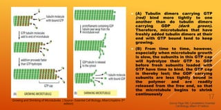  (A) Tubulin dimers carrying GTP
(red) bind more tightly to one
another than do tubulin dimers
carrying GDP (dark green).
Therefore, microtubules that have
freshly added tubulin dimers at their
end with GTP bound tend to keep
growing.
 (B) From time to time, however,
especially when microtubule growth
is slow, the subunits in this GTP cap
will hydrolyze their GTP to GDP
before fresh subunits loaded with
GTP have time to bind. the GTP cap
is thereby lost; the GDP carrying
subunits are less tightly bound in
the polymer and are readily
released from the free end, so that
the microtubule begins to shrink
continuously
Source-Page 580, Cytoskeleton; Essential
Cell Biology, Albert-3rd edition
17Growing and Shrinking of Microtubules ( Source- Essential Cell Biology, Albert,Hopkins-3rd
edition)
 