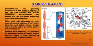 3.MICROFILAMENT
 Microfilaments are generally
distributed in the cortical regions of
the cell just beneath the plasma
membrane. Microfilaments also
extend into cell processes, especially
where there is movement.
 Thin, solid microfilaments of actin
protein, ranging between 5 to 7 nm in
diameter and indeterminate length,
represent the active or motile part of
the cytoskeleton.
 Without actin filaments, for example,
an animal cell could not crawl along a
surface, engulf a large particle by
phagocytosis, or divide in two.
Source -Page 299, Cytoskeleton; Cell Biology,
Genetics Molecular Biology, Evolution and
Ecology- P.S.Verma and A.K Verma
19
Actin Filament (Source- Essential Cell Biology,
Albert,Hopkins-3rd edition)
 