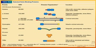 Source-Page 783, Cytoskeleton; Molecular Cell Biology,
Lodish-5th edition
23
 
