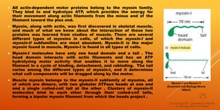  All actin-dependent motor proteins belong to the myosin family.
They bind to and hydrolyze ATP, which provides the energy for
their movement along actin filaments from the minus end of the
filament toward the plus end.
 Myosin, along with actin, was first discovered in skeletal muscle,
and much of what we know about the interaction of these two
proteins was learned from studies of muscle. There are several
different types of myosins in cells, of which the myosin-I and
myosin-II subfamilies are most abundant. Myosin-II is the major
myosin found in muscle. Myosin-I is found in all types of cells.
 Myosin-I molecules have only one head domain and a tail . The
head domain interacts with actin filaments and has an ATP
hydrolyzing motor activity that enables it to move along the
filament in a cycle of binding, detachment, and rebinding. The tail
varies among the different types of myosin-I, and it determines
what cell components will be dragged along by the motor.
 Muscle myosin belongs to the myosin-II subfamily of myosins, all
of which are dimers, with two globular ATPase heads at one end
and a single coiled-coil tail at the other . Clusters of myosin-II
molecules bind to each other through their coiled-coil tails,
forming a bipolar myosin filament from which the heads project .
Source-Page 597, Cytoskeleton; Essential
Cell Biology, Albert-3rd Edition
25
Myosin I and Myosin II
(Essential Cell Biology-Bruce
Albert)
 