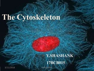 The Cytoskeleton
Y.SHASHANK
17BCB015
3/11/2018 SHASHANK 1
 