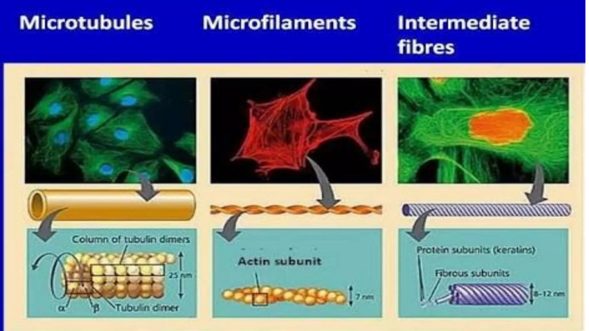 Cytoskeleton Microtubules microfilaments And Intermediate Filaments 