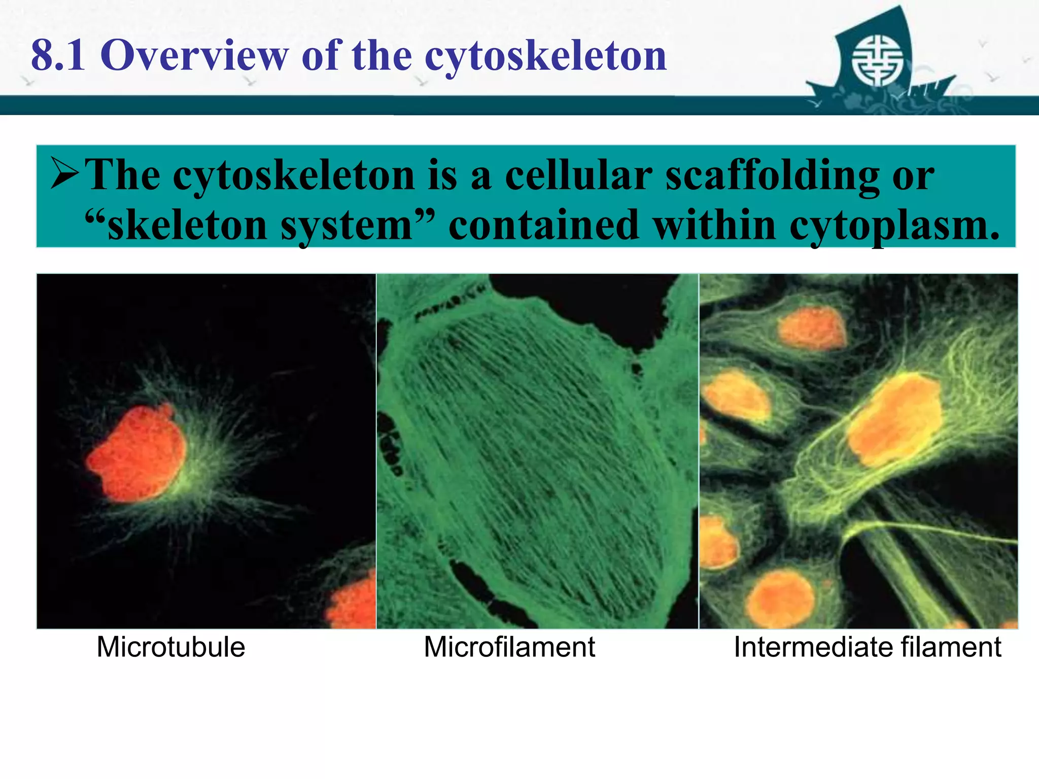 cytoskeleton.pptx