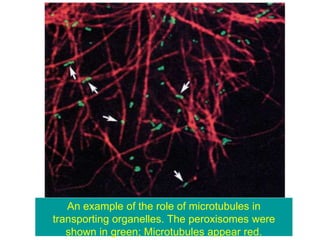An example of the role of microtubules in
transporting organelles. The peroxisomes were
shown in green; Microtubules appear red.
 