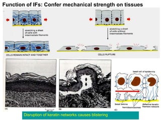 Function of IFs: Confer mechanical strength on tissues
Disruption of keratin networks causes blistering
 