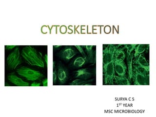 SURYA C S
1ST YEAR
MSC MICROBIOLOGY
 