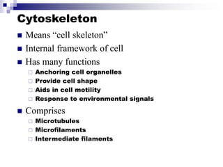 Cytoskeleton
 Means “cell skeleton”
 Internal framework of cell
 Has many functions
 Anchoring cell organelles
 Provide cell shape
 Aids in cell motility
 Response to environmental signals
 Comprises
 Microtubules
 Microfilaments
 Intermediate filaments
 