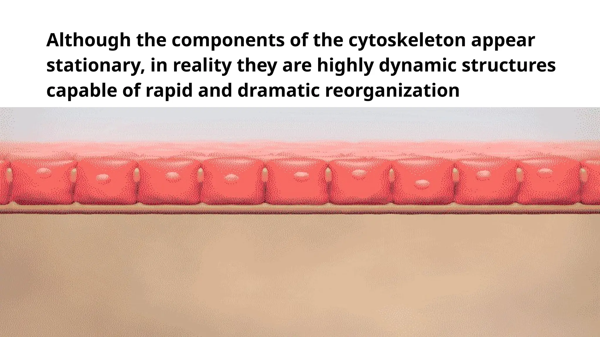 Although the components of the cytoskeleton appear
stationary, in reality they are highly dynamic structures
capable of rapid and dramatic reorganization
 