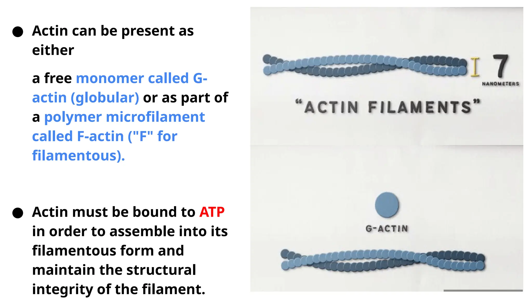 ● Actin can be present as
either
a free monomer called G-
actin (globular) or as part of
a polymer microfilament
called F-actin ("F" for
filamentous).
● Actin must be bound to ATP
in order to assemble into its
filamentous form and
maintain the structural
integrity of the filament.
 